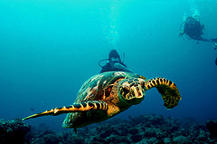 Malediven schildpad