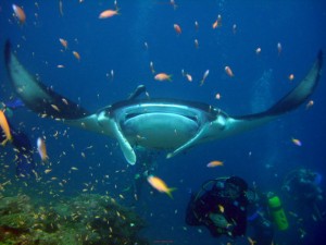 Manta Malediven